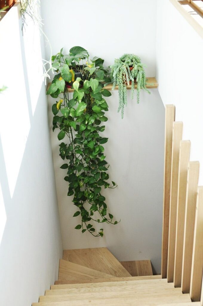 A bright staircase wall featuring minimalist wooden floating shelves holding lush, vining green plants.