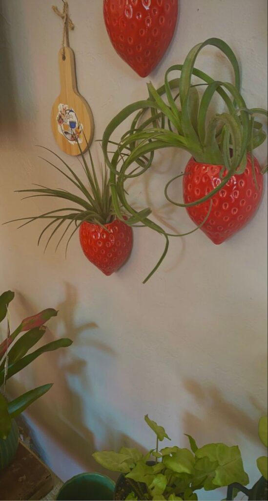 Red ceramic strawberry decor wall planters holding green air plants.