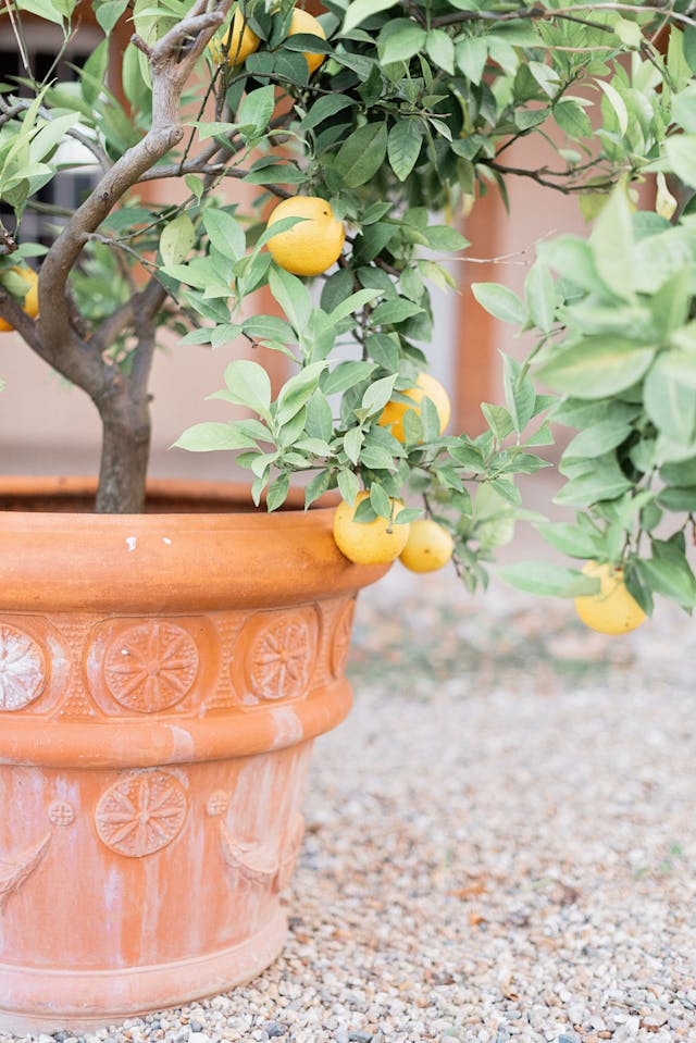 Lemon tree in terracotta pot